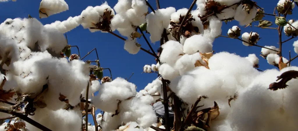 China's cotton production