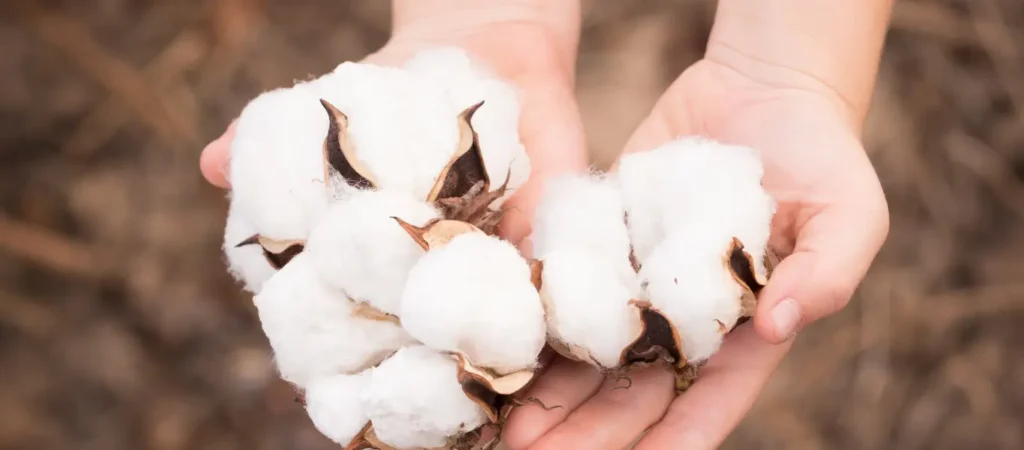 Cotton Prices